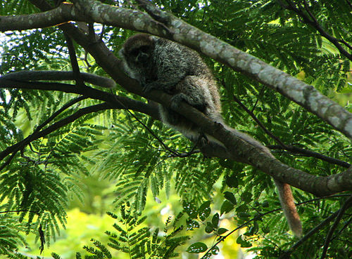 White-eared titi